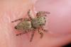 Carrhotus xanthogramma